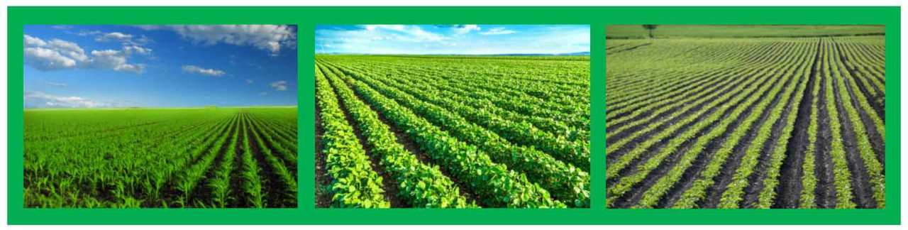 In-Furrow Fertilizers: High Purity Formulations